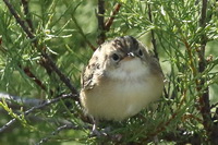 Cisticola juncidis